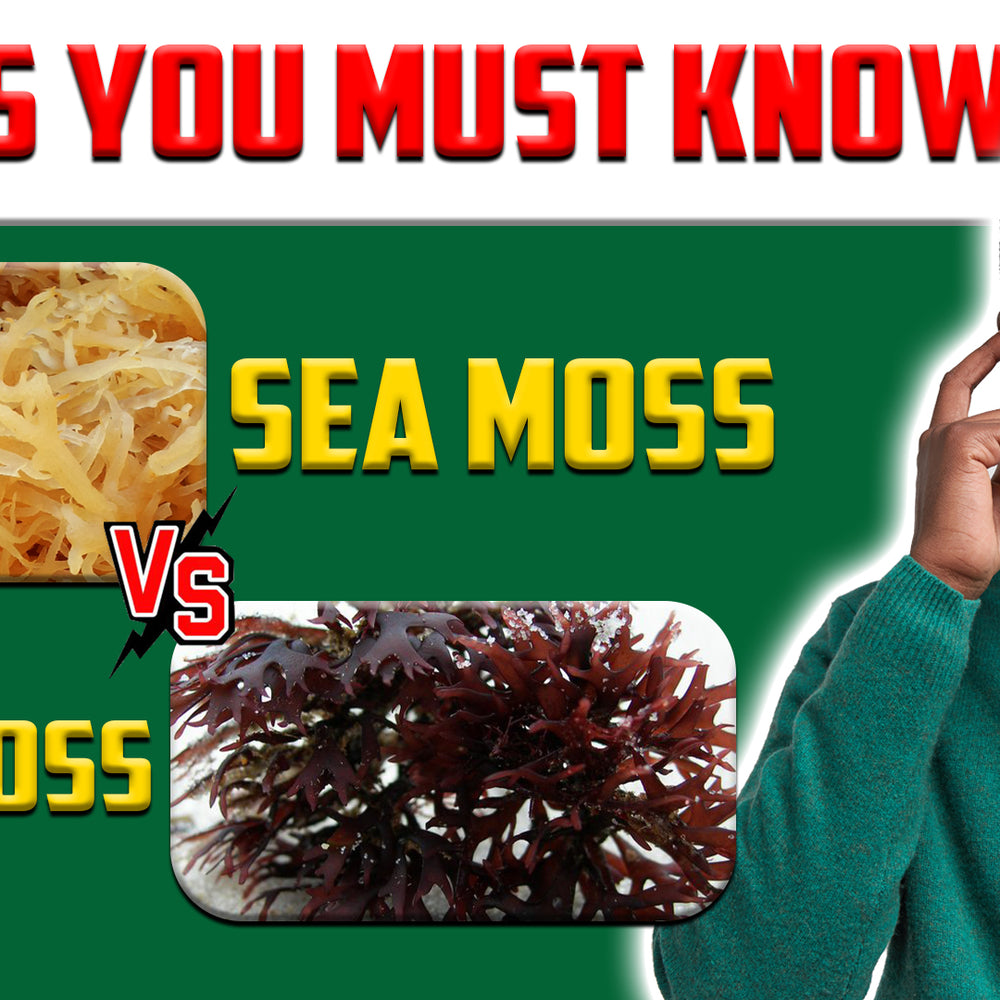 Sea Moss vs Irish Moss: Things You Must Know - Nature's Health Haven