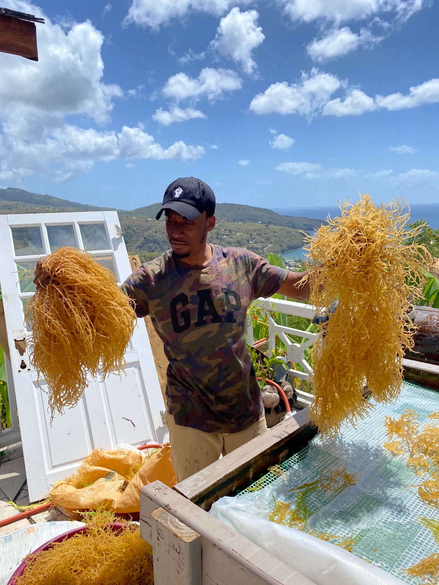 Sea Moss